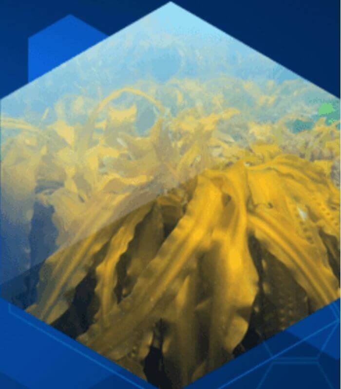 高品質の海藻エキス「ガニアシ」配合