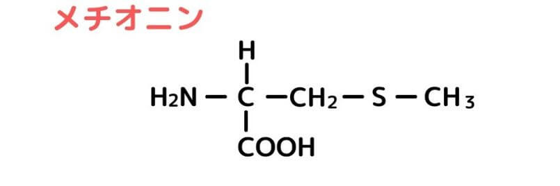含硫アミノ酸のSCAA